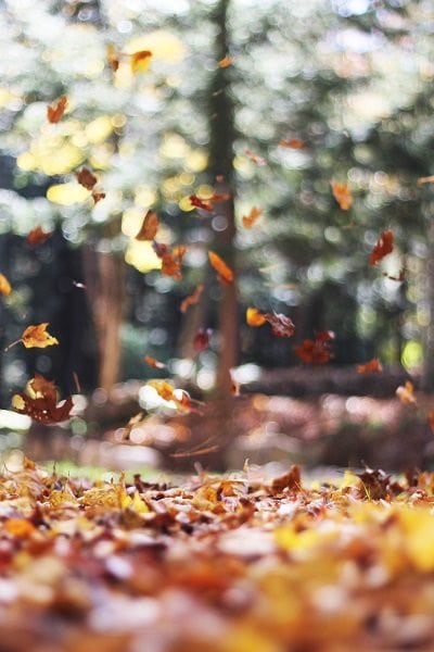 fall-leaves