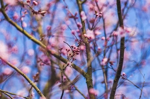 spring-tree-buds