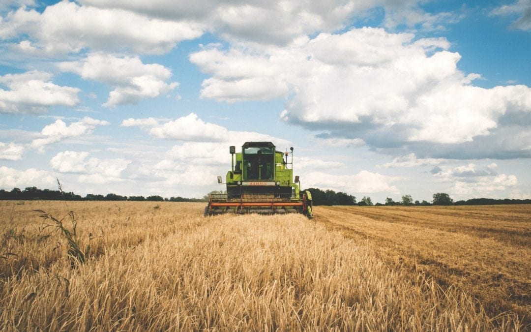 Green tractor harvesting wheat on a cloudy day